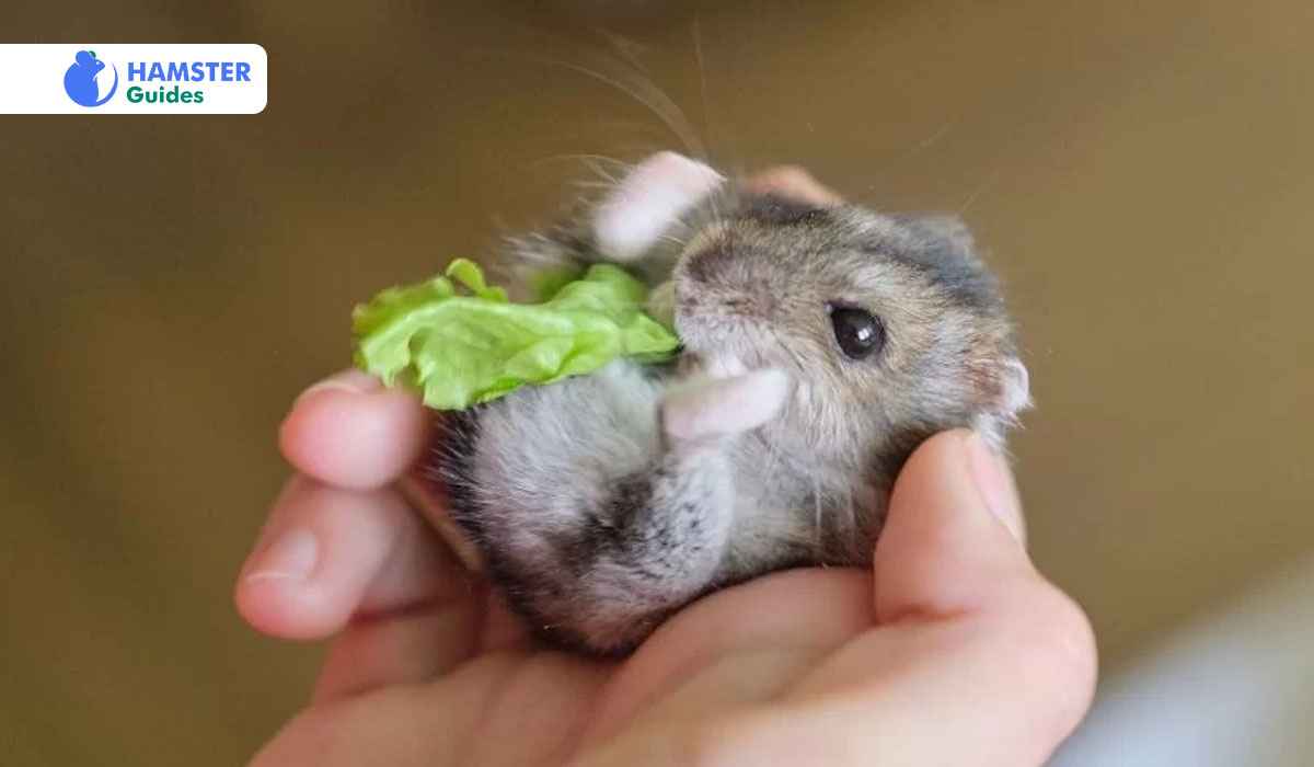 Can Hamsters Have Celery Leaves? Nutritional Tips & Benefits