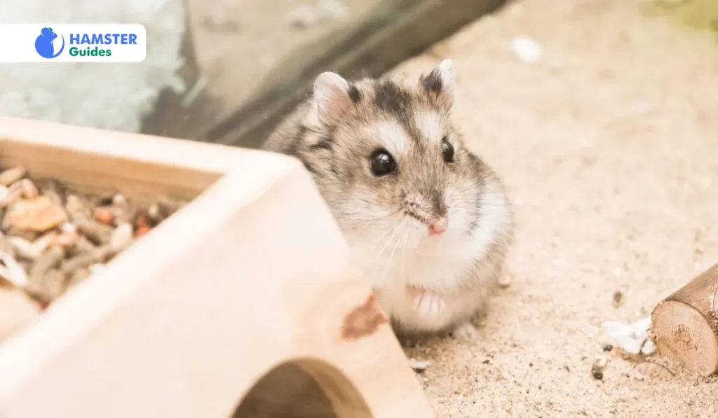 Veterinary Research and Nutritional Science