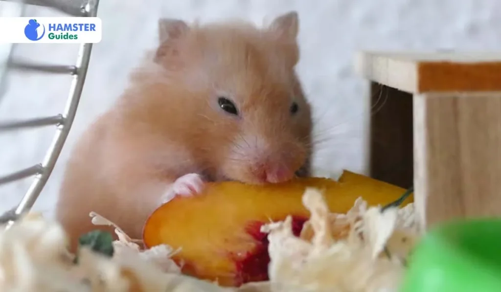 What Can Syrian Hamsters Eat