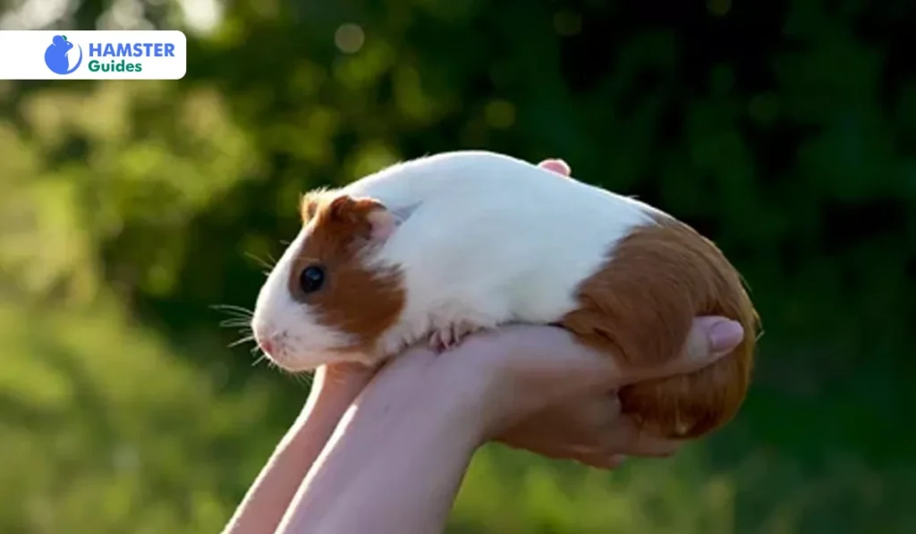 What Effect Does Sugar Have on  Hamsters