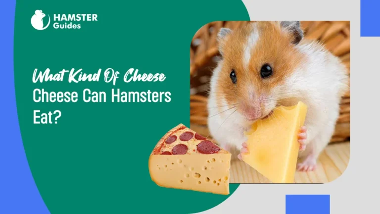 What Kind Of Cheese Can Hamsters Eat