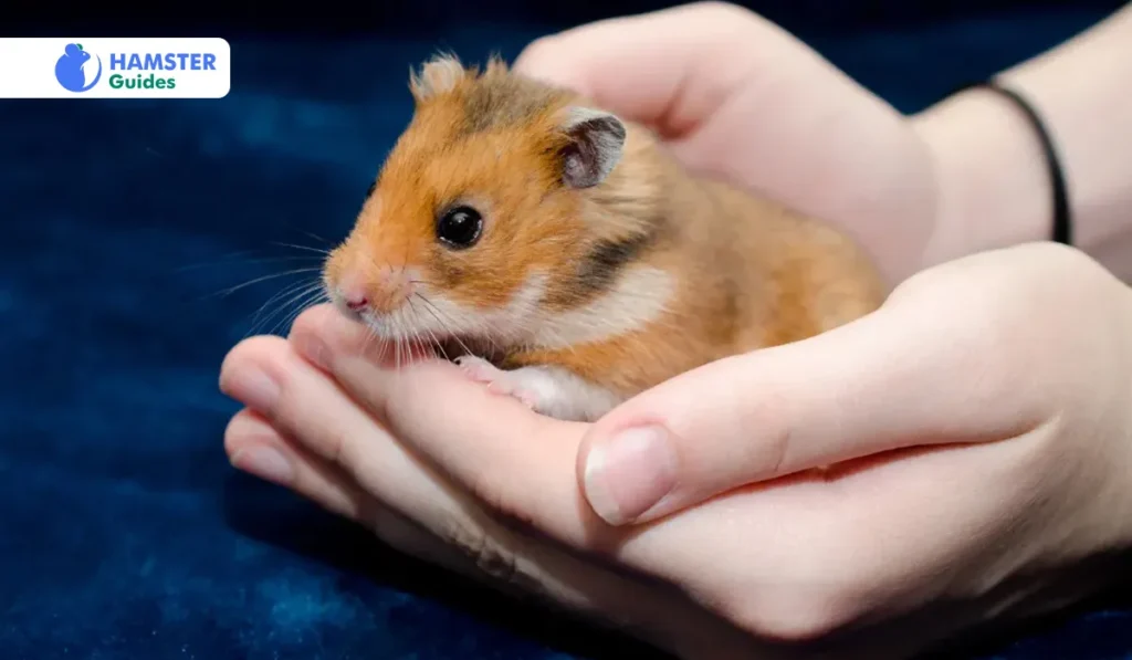 What do Golden Syrian Hamsters Eat
