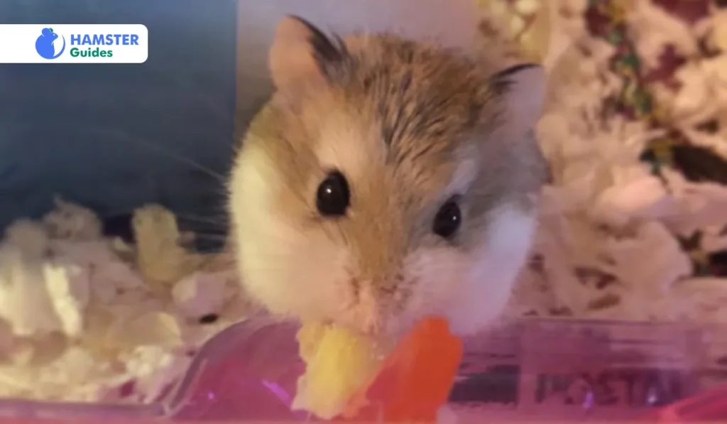 What to Feed Your Hamster