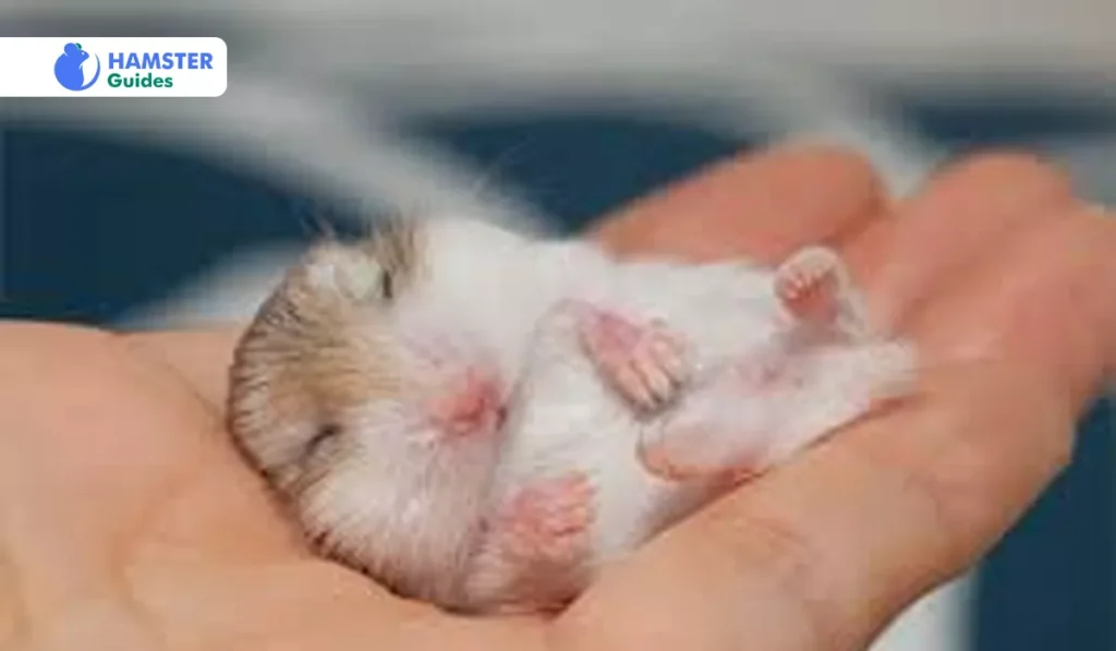 Why Are Hamsters Nocturnal