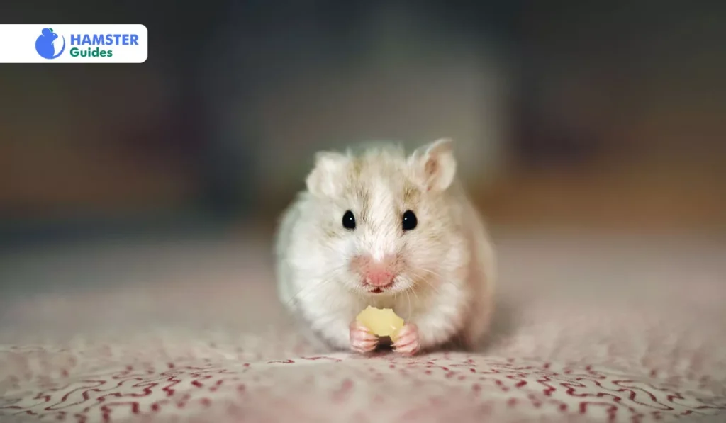 Why Butter Might Not Be Safe for Hamsters