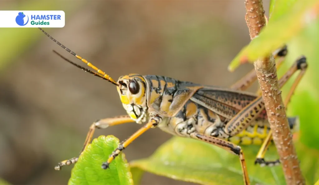 Why Grasshoppers
