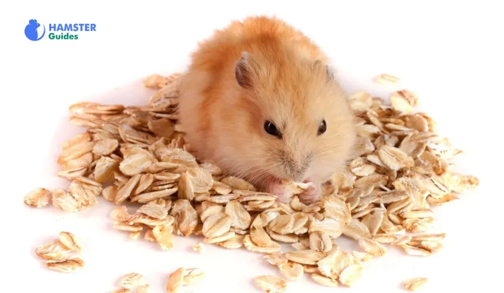 Why Oats Are A Hamster’s Treat