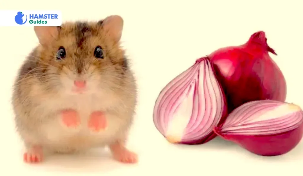 Why Onions Are Harmful To Hamsters