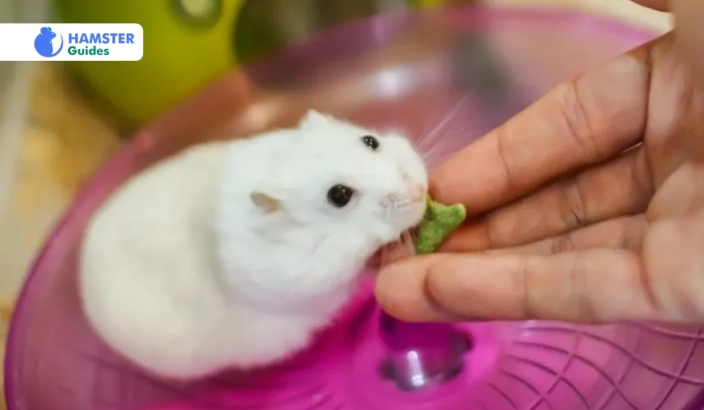 Winter White Dwarf Hamster’s Diet