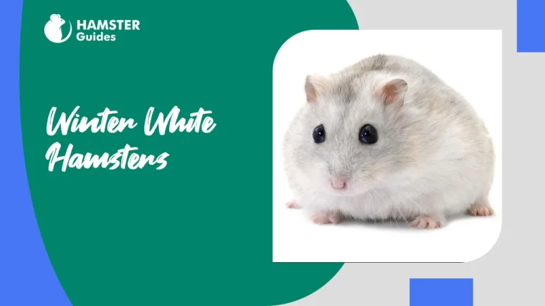 Winter-White-Hamsters.