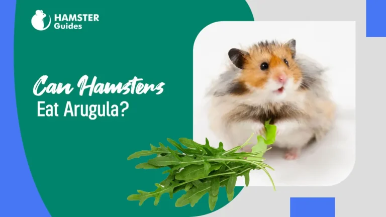 can hamster eat Argula