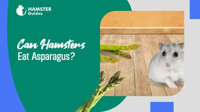 can-hamster-eat-Asparagas